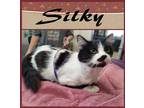 Adopt Silky a Domestic Longhair / Mixed (short coat) cat in Mena, AR (39033628)
