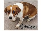Adopt Shyann a Beagle, Mixed Breed