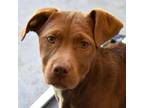 Adopt Kiani a Chocolate Labrador Retriever, American Staffordshire Terrier