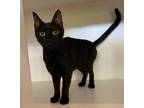 Adopt Portia a Domestic Shorthair / Mixed (short coat) cat in Hyde Park