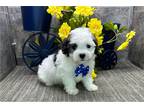 Coton de Tulear Puppy for sale in Fort Wayne, IN, USA