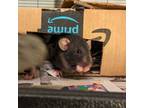 Adopt J'Mimi a Rat