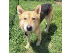 Adopt Forrest a Tan/Yellow/Fawn German Shepherd Dog / Great Pyrenees / Mixed dog