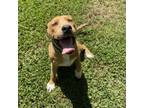 Adopt Squirt a Pit Bull Terrier