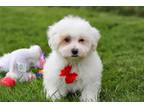 Maltipoo Puppy for sale in Canton, OH, USA