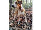 Adopt Jolene a Treeing Walker Coonhound