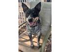 Adopt Tai a Australian Cattle Dog / Blue Heeler, Mixed Breed