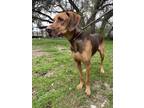 Adopt Roscoe a Brown/Chocolate Mixed Breed (Large) / Mixed dog in Leander