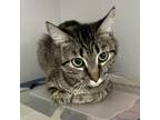 Adopt Cleopatra a Gray, Blue or Silver Tabby Domestic Mediumhair cat in Sanford