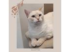 Adopt Frosty - ATL a Orange or Red Domestic Shorthair / Mixed cat in New York