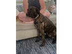 Adopt Andorra a Brindle American Pit Bull Terrier / Greyhound / Mixed dog in