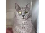 Adopt Anna a Domestic Short Hair