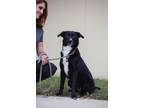 Adopt Freya a Black Border Collie / Husky / Mixed dog in Gulfport, MS (39050385)
