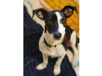Adopt Ziggy Stardust a Dachshund / Jack Russell Terrier / Mixed dog in New