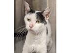Adopt Jwoww a White Domestic Shorthair / Domestic Shorthair / Mixed cat in