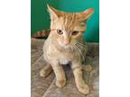 Adopt Libby a Orange or Red Domestic Shorthair / Domestic Shorthair / Mixed cat
