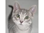 Adopt Earl Grey a All Black Domestic Shorthair / Domestic Shorthair / Mixed cat