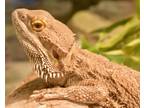 Adopt SAHARA a Lizard / Lizard / Mixed reptile, amphibian