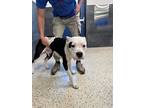 Adopt Diesel a White American Staffordshire Terrier / Mixed dog in Jackson