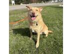 Adopt Dory--In Foster***ADOPTION PENDING*** a Labrador Retriever