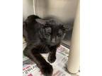 Adopt Smaug a All Black Domestic Shorthair / Domestic Shorthair / Mixed cat in