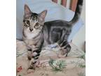 Adopt Coquito a Gray or Blue (Mostly) Domestic Shorthair / Mixed (short coat)