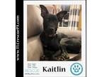 Adopt Kaitlin 081223 a Black - with White Labrador Retriever / Shepherd (Unknown
