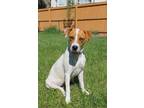 Adopt Taylor a Boxer / Beagle dog in Denver, CO (38773802)