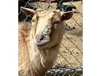Adopt Lily a Goat
