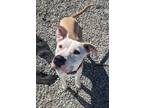 Adopt Pearl a Pit Bull Terrier, Mixed Breed