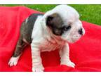 Bulldog Puppy for sale in Allentown, PA, USA