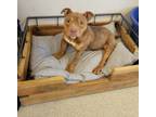 Adopt Ripley a American Staffordshire Terrier, Mixed Breed