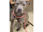 Adopt Sarabi a Pit Bull Terrier, Mixed Breed