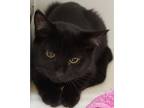 Adopt Aaliyah a All Black Domestic Longhair / Domestic Shorthair / Mixed cat in