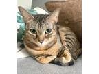 Adopt Maka a Tan or Fawn Domestic Mediumhair / Domestic Shorthair / Mixed cat in