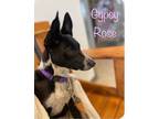 Adopt Gypsy Rose a Rat Terrier