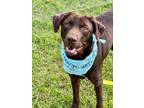 Adopt Lila a Labrador Retriever / Mixed dog in Darlington, SC (38774597)