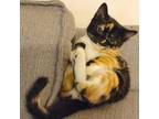 Adopt Yaya a Calico or Dilute Calico Domestic Shorthair / Mixed cat in