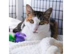 Adopt Patches a Domestic Short Hair