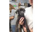 Adopt Chaz a Labrador Retriever / Mixed dog in Darlington, SC (38774595)