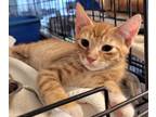 Adopt Pistachio a Domestic Shorthair / Mixed (short coat) cat in Darlington