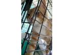Adopt 0946 a Domestic Shorthair / Mixed (short coat) cat in Darlington