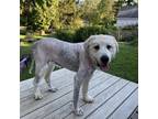 Adopt Moose a White - with Tan, Yellow or Fawn Great Pyrenees / Mixed dog in