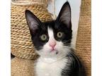 Adopt Roxy a Domestic Shorthair / Mixed (short coat) cat in Cambria