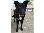 Adopt BEEBEE a Border Collie, Mixed Breed