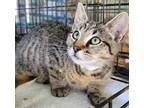 Adopt Clark a Domestic Shorthair / Mixed (short coat) cat in Darlington