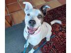 Adopt AVA a Pit Bull Terrier, Mixed Breed