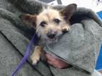 Adopt SPIDER a Norwich Terrier, Mixed Breed