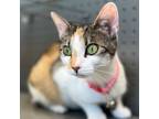 Adopt Barbie a Calico or Dilute Calico Domestic Shorthair / Mixed cat in