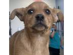 Adopt Toph a Mixed Breed